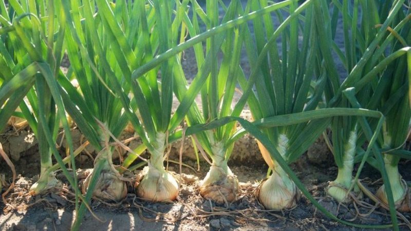 Detailed instructions: how to grow onions from A to Z