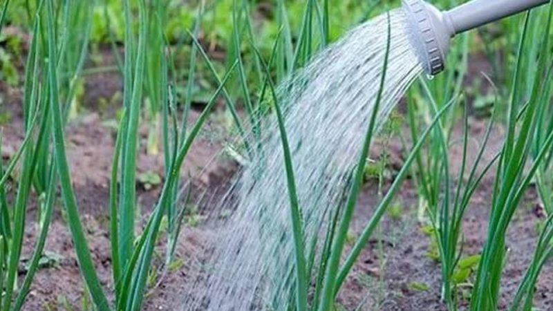 Detailed instructions: how to grow onions from A to Z