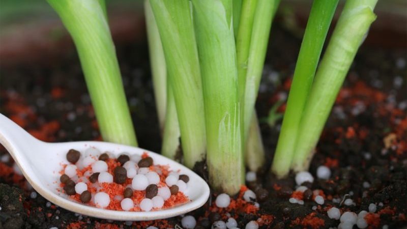 Detailed instructions: how to grow onions from A to Z