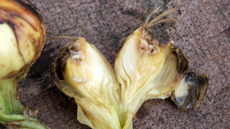 Detailed instructions: how to grow onions from A to Z