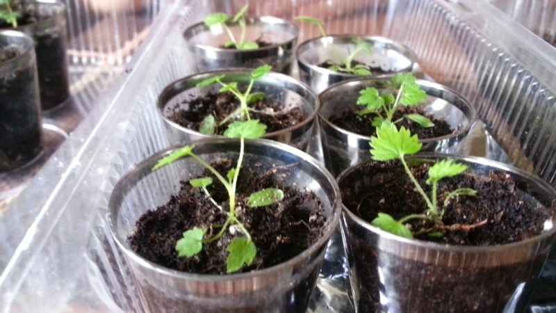 A beginner's guide: how to grow raspberries from seed for seedlings at home