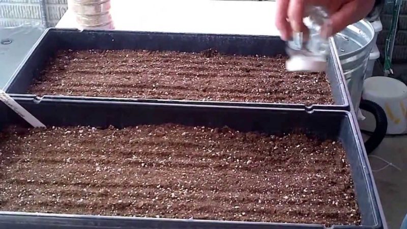 A beginner's guide: how to grow raspberries from seed for seedlings at home