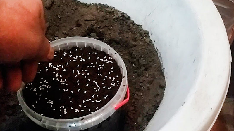 A beginner's guide: how to grow raspberries from seed for seedlings at home
