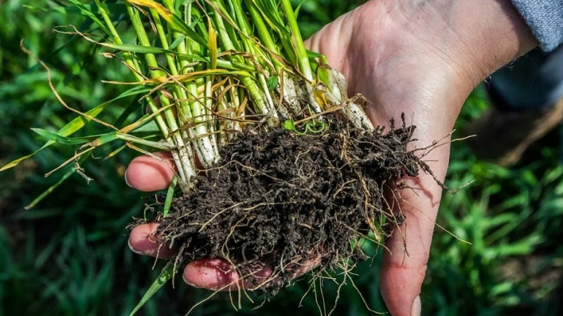 What is the root system of wheat and what are its features