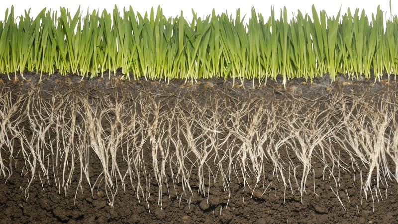 What is the root system of wheat and what are its features