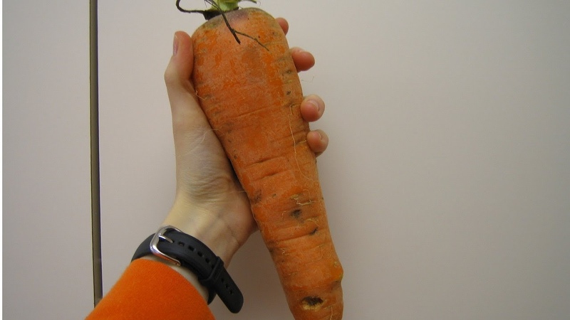 Record holders among vegetables: what is the largest carrot in the world and who grew it
