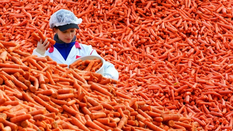 Record holders among vegetables: what is the largest carrot in the world and who grew it