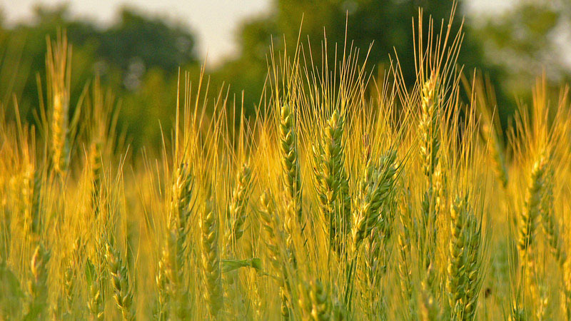 What are the classes of wheat and how they differ from each other