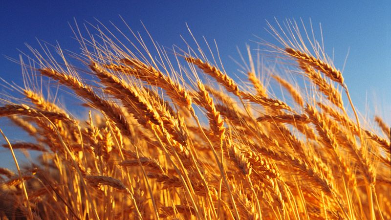 What are the classes of wheat and how they differ from each other