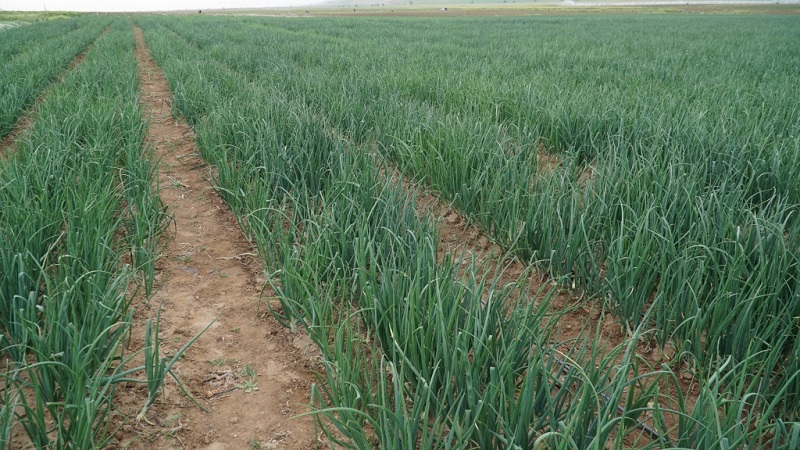 What is the yield of onions per hectare and how to increase it