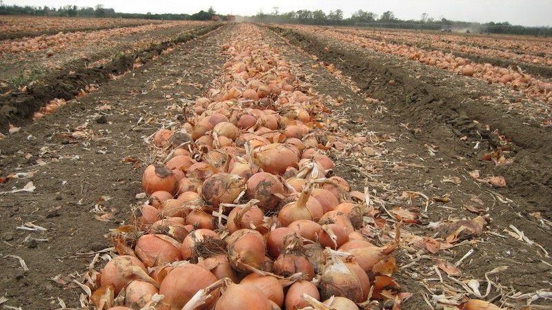 What is the yield of onions per hectare and how to increase it