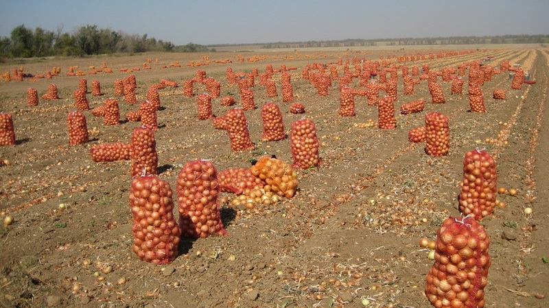 What is the yield of onions per hectare and how to increase it