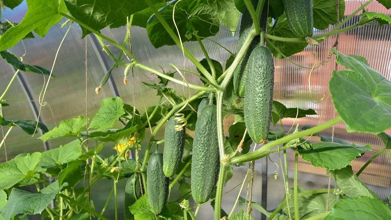 What is the yield of cucumbers in a greenhouse from 1 square meter and how to increase it
