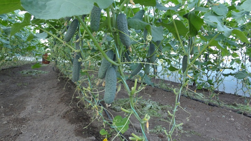 What is the yield of cucumbers in a greenhouse from 1 square meter and how to increase it