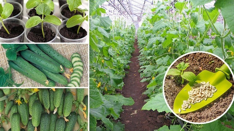 What is the yield of cucumbers in a greenhouse from 1 square meter and how to increase it