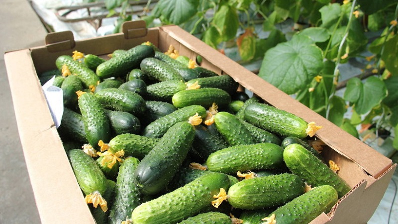 What is the yield of cucumbers in a greenhouse from 1 square meter and how to increase it