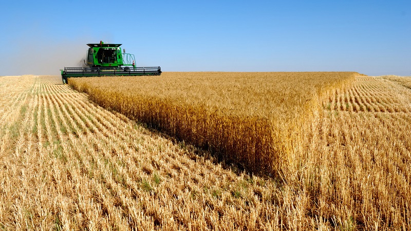 What is the yield of wheat from 1 ha and what does it depend on