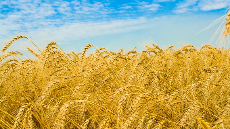 What is the yield of wheat from 1 ha and what does it depend on