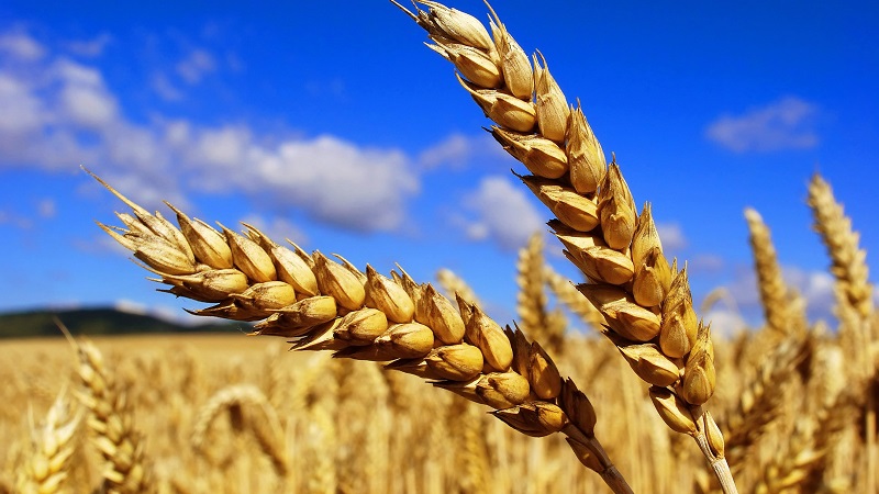 What is the yield of wheat from 1 ha and what does it depend on