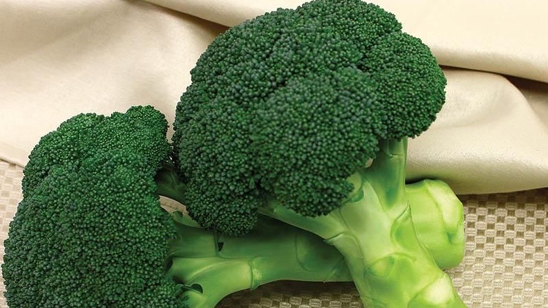 Broccoli Green Magic F1: description, cultivation features, reviews