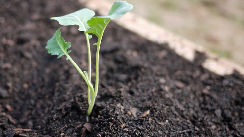 Growing broccoli cabbage in the open field in the Moscow region