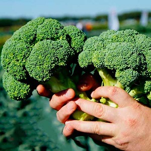 Broccoli Green Magic F1: description, cultivation features, reviews