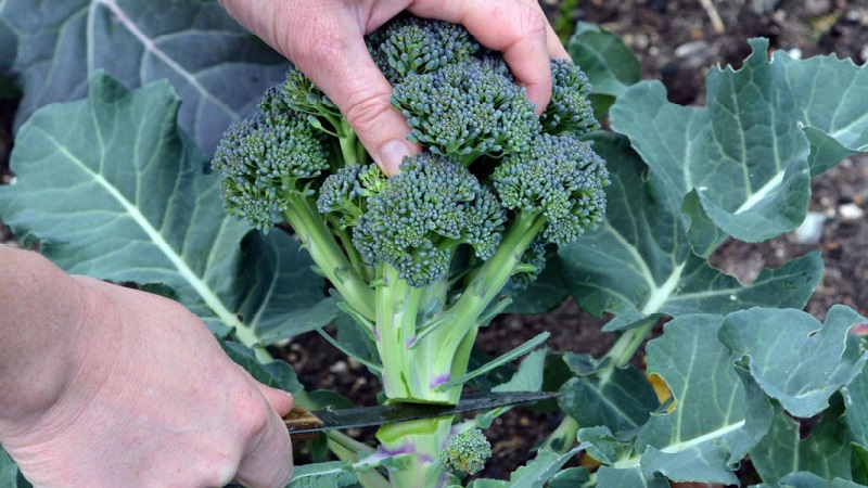 Description broccoli Lord F1 with photos, reviews and recommendations for growing