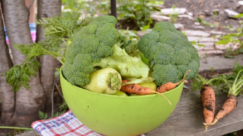 Broccoli Green Magic F1: description, cultivation features, reviews