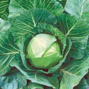 Nozomi f1 ultra-early ripening cabbage hybrid