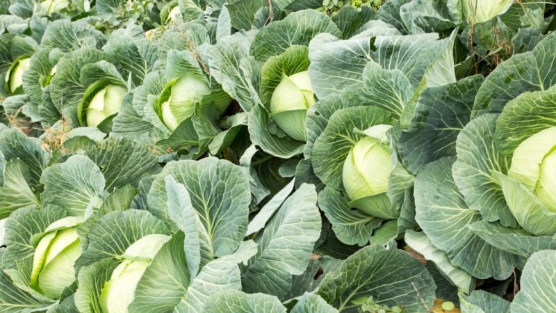 Nozomi f1 ultra-early ripening cabbage hybrid