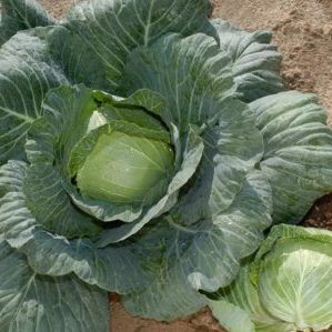 Nozomi f1 ultra-early ripening cabbage hybrid