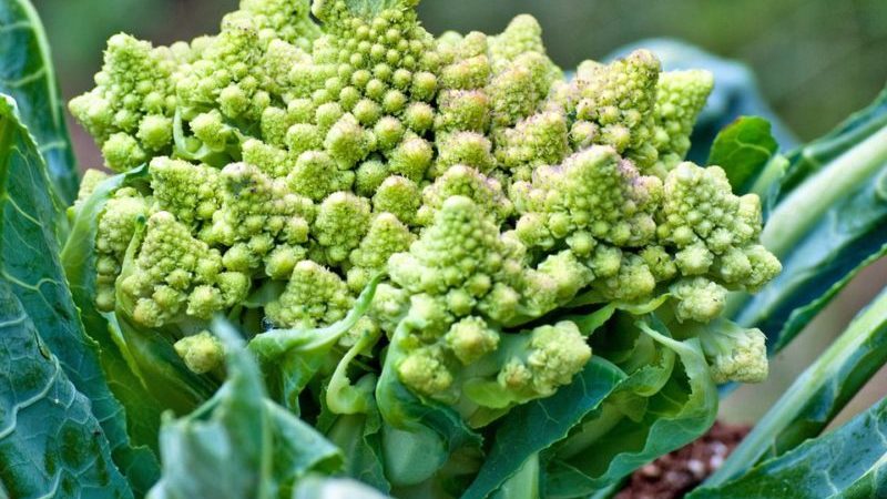 Why is Romanesco cabbage useful, what it looks like in the photo, is it difficult to grow it and how to cook it