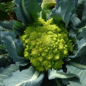 Why is Romanesco cabbage useful, what it looks like in the photo, is it difficult to grow it and how to cook it