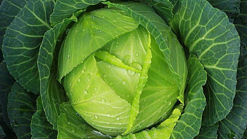 A selection of the best varieties of cabbage for pickling and storage for the winter