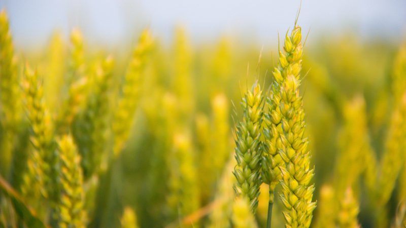 How and why to use urea after wheat flowering