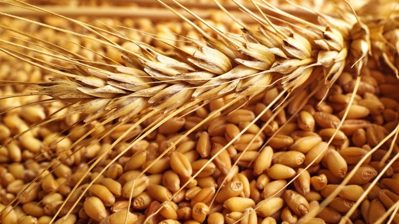 What are the classes of wheat and how they differ from each other