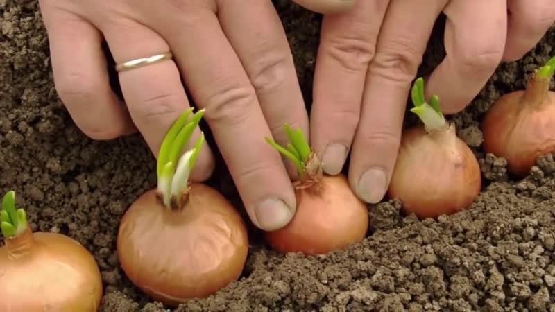 When to plant family onions before winter and is it possible in the Urals
