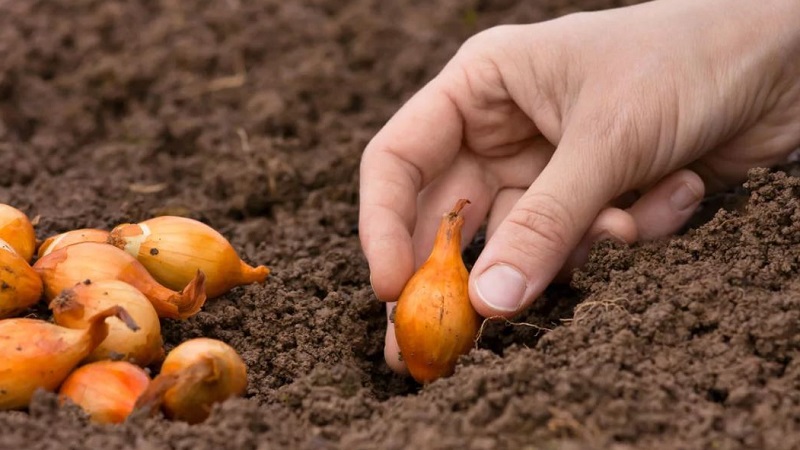 When to plant family onions before winter and is it possible in the Urals