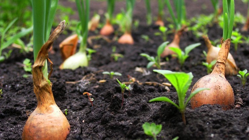 When to plant family onions before winter and is it possible in the Urals