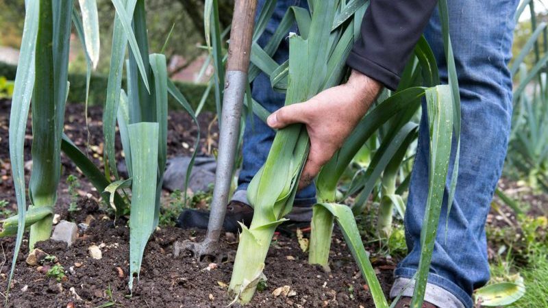 When to harvest leeks and how to store them
