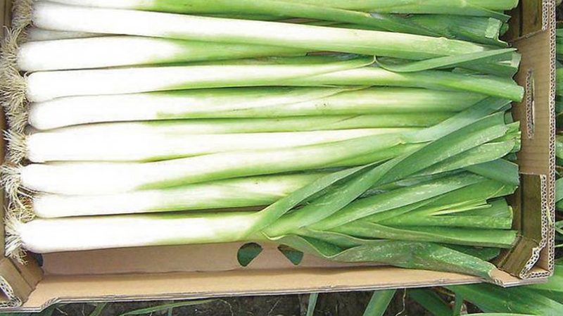 When to harvest leeks and how to store them