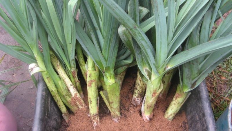 When to harvest leeks and how to store them