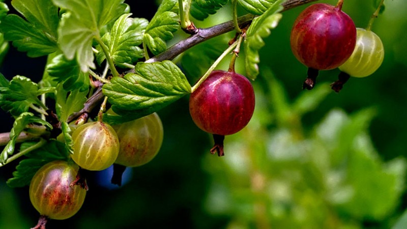 The main steps for caring for gooseberries in the spring after winter for a good harvest
