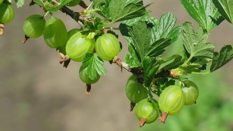 Common gooseberry is a berry or fruit, what it looks like, where it grows and what is it called differently