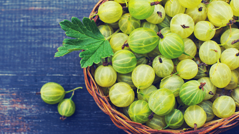 Gooseberry varieties for the Moscow region, resistant to powdery mildew