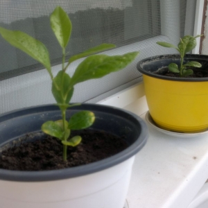 How to grow a lemon from a seed at home: planting, care, nuances and mistakes