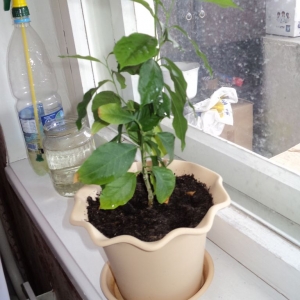 How to grow a lemon from a seed at home: planting, care, nuances and mistakes