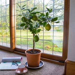 How to grow a lemon from a seed at home: planting, care, nuances and mistakes