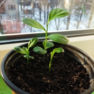 How to grow a lemon from a seed at home: planting, care, nuances and mistakes