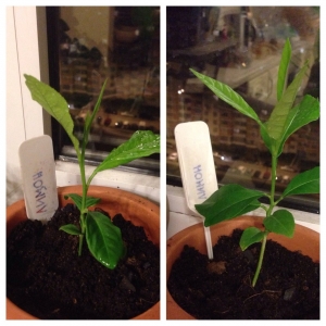 How to grow a lemon from a seed at home: planting, care, nuances and mistakes